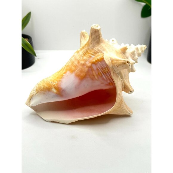Large Natural Conch Shell Coastal Decor Beach Themed Home Accent Nautical Displa - Picture 4 of 8